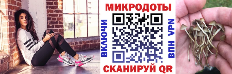 darknet клад  наркотики  Ярославль  Псилоцибиновые грибы Psilocybe  blacksprut как зайти 